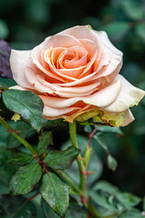 Pink Rose at Manito Park, Spokane Washington.