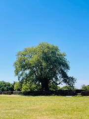 tree in the field