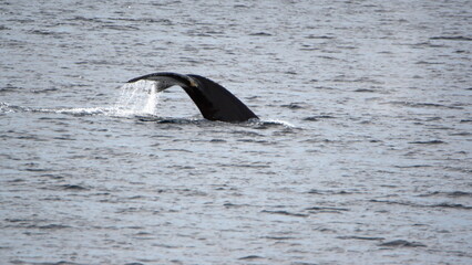 Fototapeta premium Tail of a humpback whale (Megaptera novaeangliae) at Cierva Cove, Antarctica