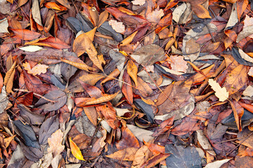 colorful pattern of leaves in different colors at the forest in autum times