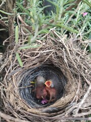 baby bird in nest