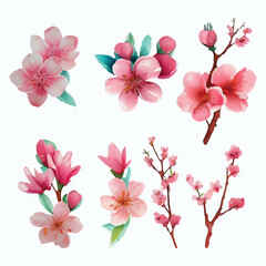 Set of Beautiful Watercolor Flowers pink cherry blossom collection
