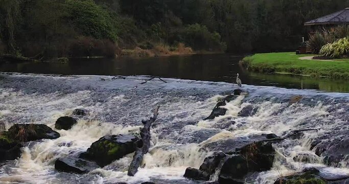 The River Maine at Galgorm Cullybackey  County Antrim with a Grey Heron patiently waiting for a fish dinner