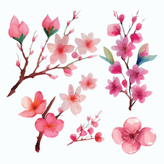 Set of Beautiful Watercolor Flowers pink cherry blossom collection