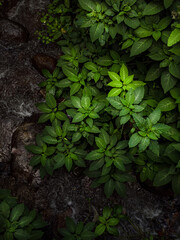 Streamlet filled with green leaves