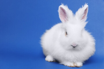 Fluffy white rabbit on blue background, space for text. Cute pet