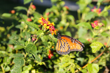 Beautiful orange Monarch butterfly on plant outdoors