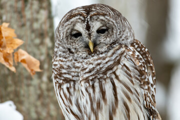 Close up Barred Owl (Strix Varia)