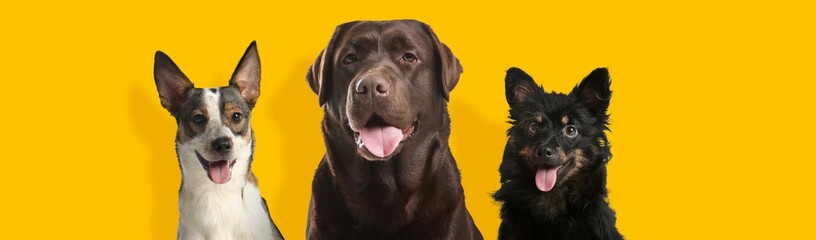 Happy pets. Cute dogs smiling on yellow background, banner design. Adorable chocolate Labrador Retriever and mongrels