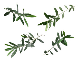 Set of olive twigs with fresh green leaves on white background