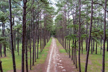 Fototapeta na wymiar Pine trees grow nice and tidy in lines with equal spaces between lines in the pine trees forest.