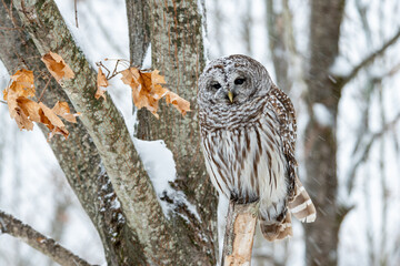 Barred Owl with Light Snow Winter Scene