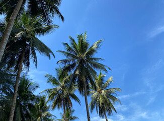 Fototapeta premium Coconut trees with blue sky at the background
