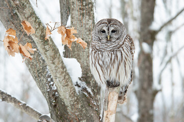 Perched Barred Owl (Strix Varia) Winter Scene