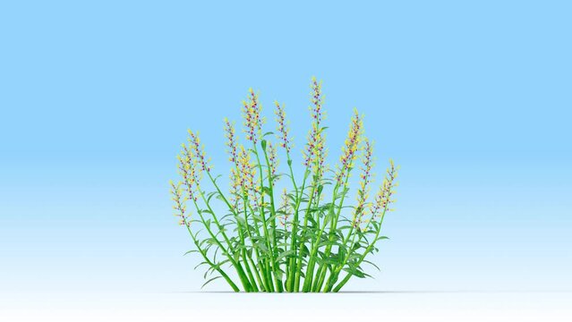 Harebell plant growing from a small plant to an adult. 3d rendering with alpha channel.
