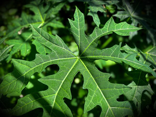 Chaya plant leaves. Chaya plant (Cnidoscolus aconitifolius). Chaya is a plant native to the Yucatan Peninsula, Mexico.