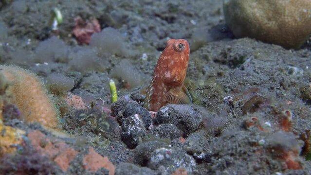 The fish is half out of the hole and is watching the area.
Variable Jawfish (Opistognathus variabilis) 9.6 cm. Extremely variable in color from blue to golden and dark-spotted color morphs. 