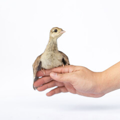 Close up of a light brown Indian pea perched on a human hand turned in the studio opposite a bright white background.