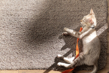 On the rug that was placed on the wood floor, the gray and brown kitten cat was sleeping in the shadow of the sunlight.