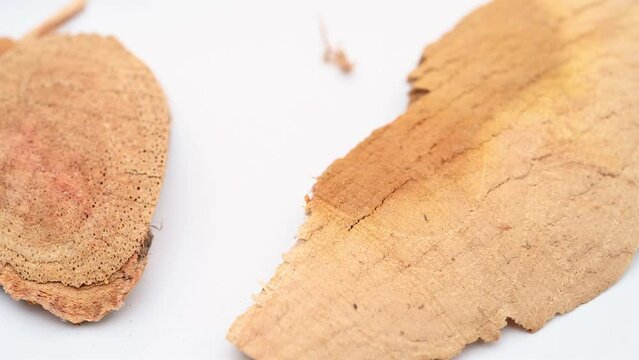 angle view herb ChuanPoShi or Cudrania cochinchinensis or False Custard rotating