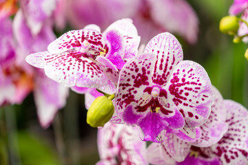 Group of Moon Orchid Purple With Purple Dotted Line (Phalaenopsis amabilis) at Flower Garden