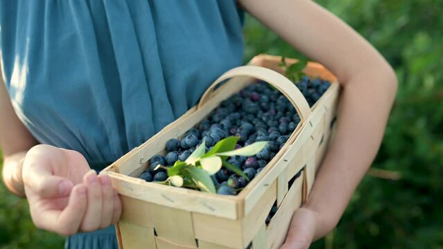 Slow motion close-up footage of woman's hands holding a basket with blueberries