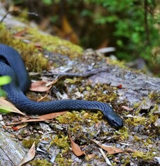 Snake