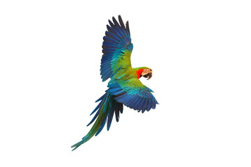 Colorful Harlequin macaw flying isolated on transparent background png file © Passakorn