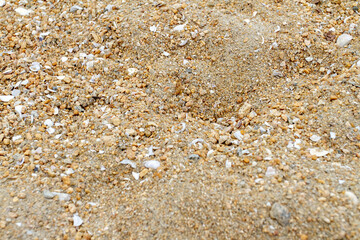Sand with shells on a beach in Rio de Janeiro, Brazil