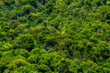 piece of the atlantic forest in paraty in Rio de Janeiro, Brazil.