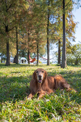 Golden Retriever lying on the grass in the park
