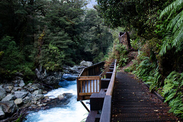 bridge in the forest