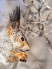 The squirrel with nut sits on tree in the winter or late autumn. Portrait of the squirrel close-up