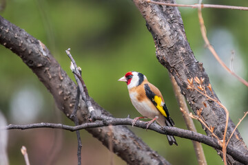 The European goldfinch or simply the goldfinch, Carduelis carduelis, sits on a branch in spring on green background. The European goldfinch in wildlife.