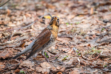 Wood bird Fieldfare, Turdus pilaris, on a sprng lawn.