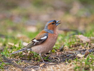 Fototapeta premium Common chaffinch, Fringilla coelebs, sits on a green lawn in spring. Common chaffinch in wildlife.