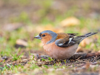Common chaffinch, Fringilla coelebs, sits on a green lawn in spring. Common chaffinch in wildlife.
