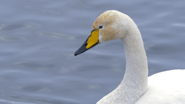 Wild whooper swans on the lake. Wild whooper swans feeding on lake in winter.