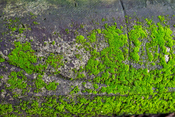 Moss on wall