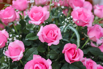 Pink rose bud flowers background decorative inside home