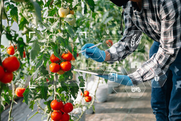 Smart farmer using application by tablet concepts  vegetables and tomato at greenhouse. and visual icon.Smart farming