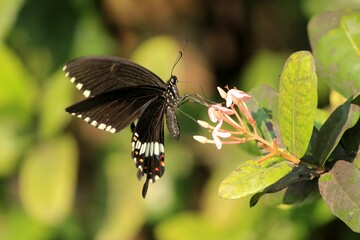 butterfly on a flower