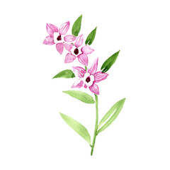 watercolor drawing plant of orchid , Dendrobium nobile, herb of traditional chinese medicine, hand drawn illustration