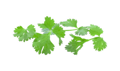 fresh green leaf coriander isolate transparent png