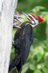 Male Pileated Woodpecker (Dryocopus pileatus) feeding young offspring.  Baby birds clamor for food from father.  Parental care for newborn birds.  Vertical portrait photo.  Minnesota