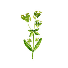 watercolor drawing plant of Peking spurge, Euphorbia pekinensis, herb of traditional chinese medicine, hand drawn illustration