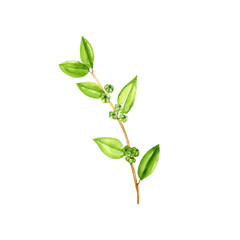 Fototapeta na wymiar watercolor drawing plant of Flueggea suffruticosa, herb of traditional chinese medicine, hand drawn illustration