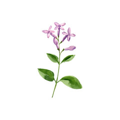 watercolor drawing plant of lilac daphne, Daphne genkwa, herb of traditional chinese medicine, hand drawn illustration