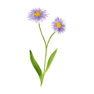 watercolor drawing flower of Aster tataricus, herb of traditional chinese medicine, hand drawn illustration