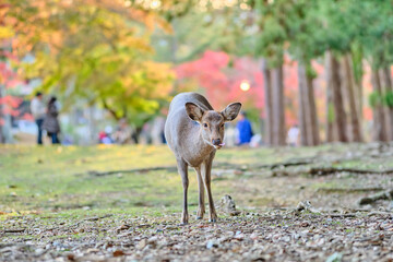 deer in nara temple park